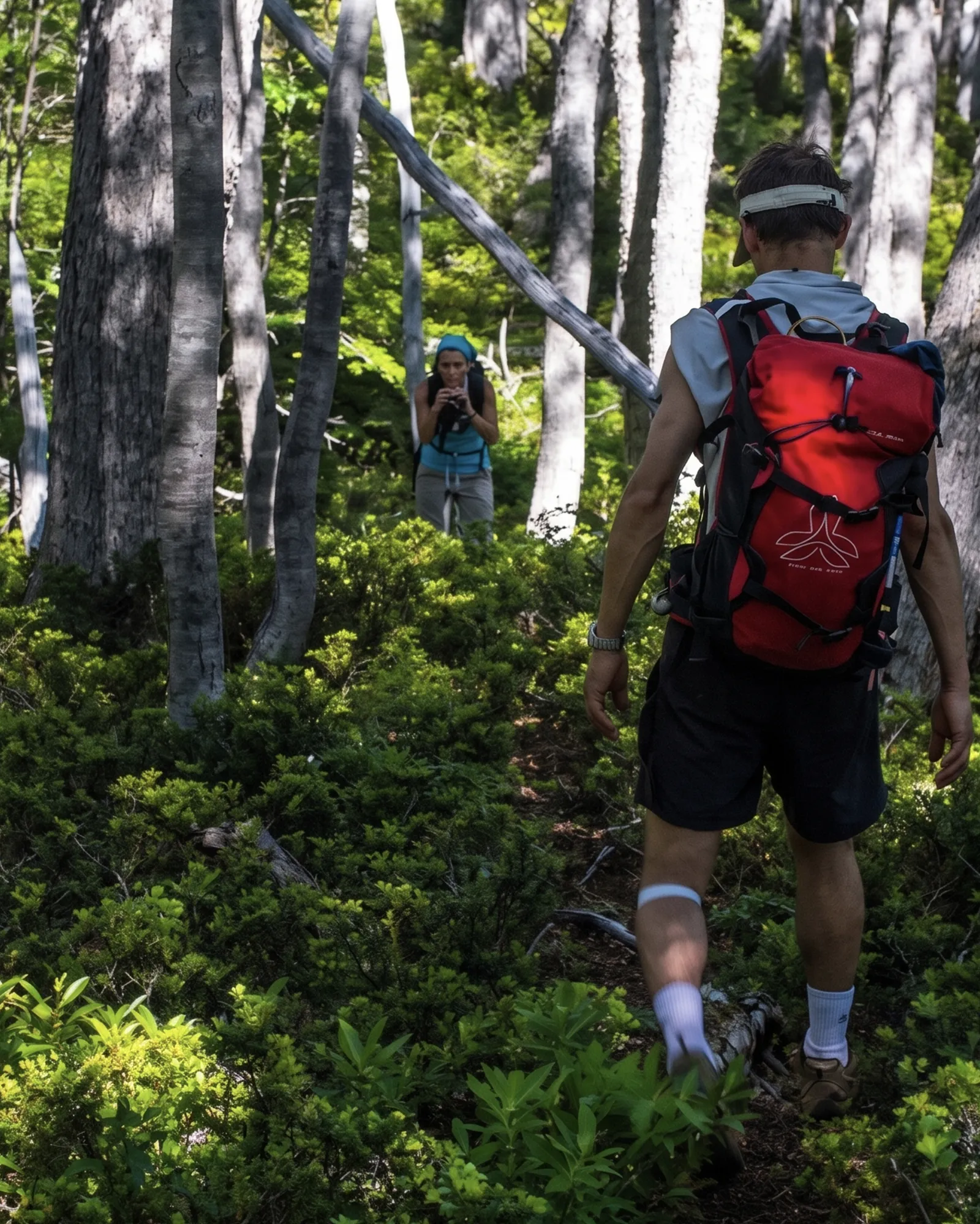 Trekking en el bosque nativo de coihues entre la Patagonia
